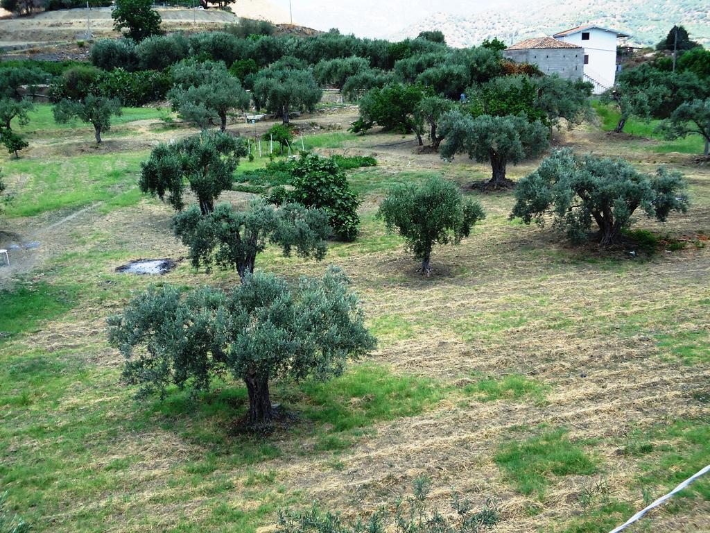 Ciuscia Bed & Breakfast Calatabiano Bagian luar foto