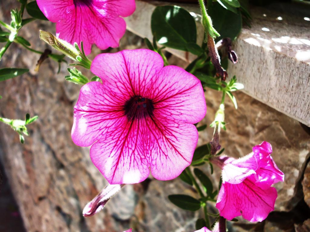 Ciuscia Bed & Breakfast Calatabiano Bagian luar foto